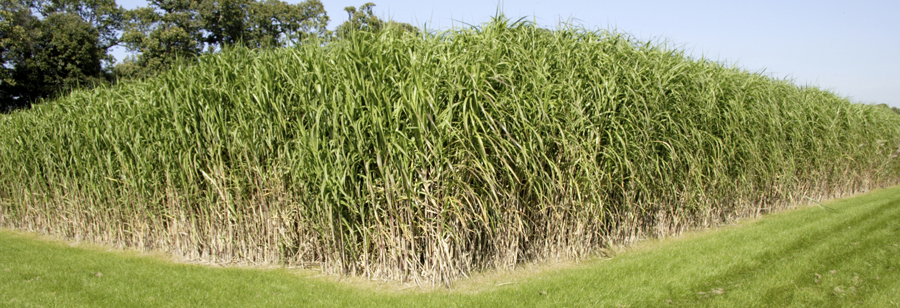 the-biofuel-potential-of-elephant-grass