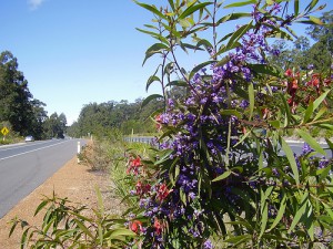wildflowers