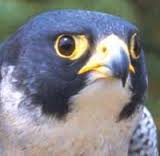 Sad Falcon